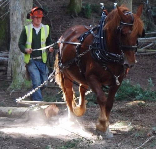 We use rare-breed Heavy Horses for carriage work, horse logging, experience days, grass cutting & more. We are also purveyors of very sustainable firewood!