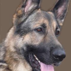 Our aim is to promote the creation and recognition of a breed of dog to be called the Alsatian in the UK
