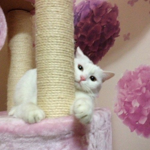 bon3650's profile picture. 동물을 사랑합니다 !!^^특히 고양이를 사랑해요~~^^사지말고 입양해주세요!!!!!