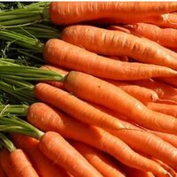Carrot Facts(@RealCarrotFacts) 's Twitter Profile Photo