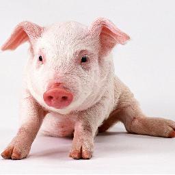 I LOVE BACON
