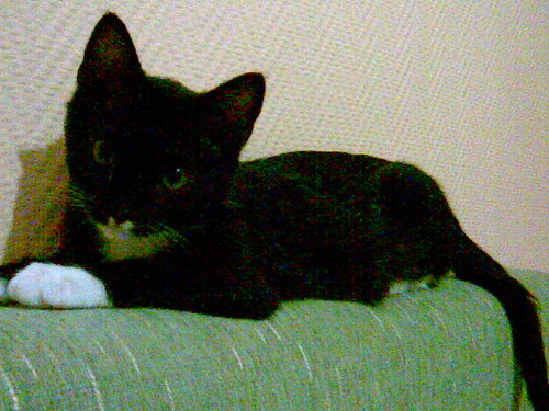 adiossss1234's profile picture. 