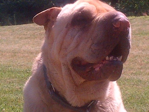 brademan4's profile picture. 