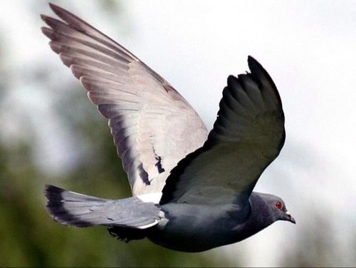 TijssenLex's profile picture. Werkzaam bij Adviesgroep CombiNed zoeterwoude zelfstandig adviseur RegioBank!