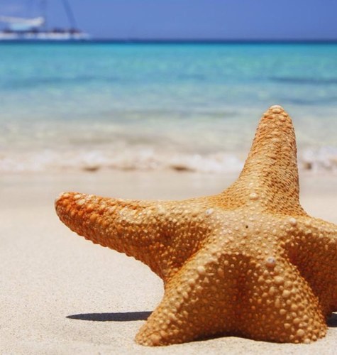 chihuahuatraci's profile picture. 