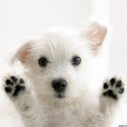 SMIZOOtovar's profile picture. Читаю взаимно