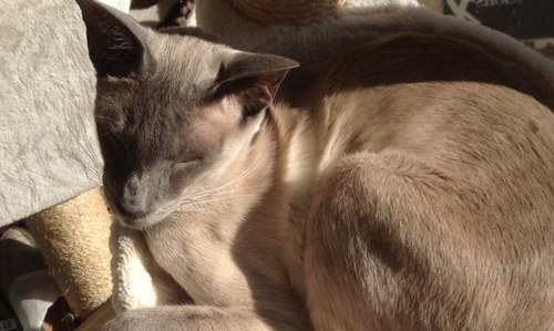 radiographer working rural/remote, quilter & knitter, owned by 3 siamese. Retweet does not mean endorsement.