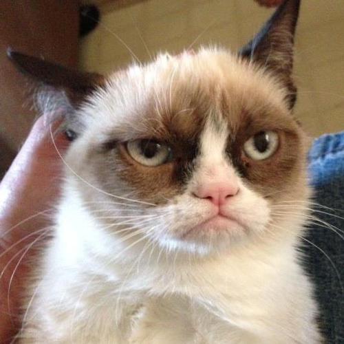 Kattenplaatjess's profile picture. plaatjes van katten.

http://t.co/KCUB6CKqT5