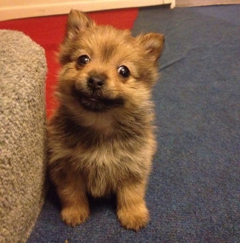 Cute little yorkiepom from the UK.