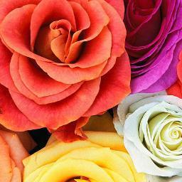 Bethesda Blossoms 
10411 Motor City Dr ste 750 Floor 7
Bethesda MD 20814
204-505-6869