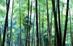 V系・邦楽・洋楽でもなんでも聞きますが PlasticTreeの有村さんが大好きで大好きでつぶやきを見たいがため登録がｷｯｶｹ(*´∇｀)　好きすぎて痛いです、、猫や犬、もふもふしてる動物が大好きです♪特に猫のアイコンの方はよくフォローする傾向にあります、、仲良くしてください♪