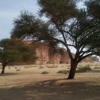 ๐โ saleh-ss โ๐ (@abn_almadinah) 's Twitter Profile