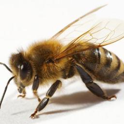 fimaporg's profile picture. 