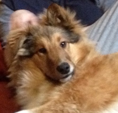 mythofbears's profile picture. 