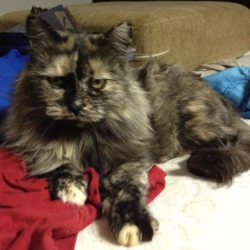 meow