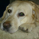 Sarah Crossman - @scrossman001 - Twitter