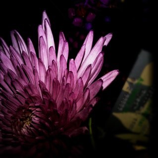 flamingo2008's profile picture. 