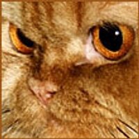 Aandaleeb (@jedewanypa) 's Twitter Profile