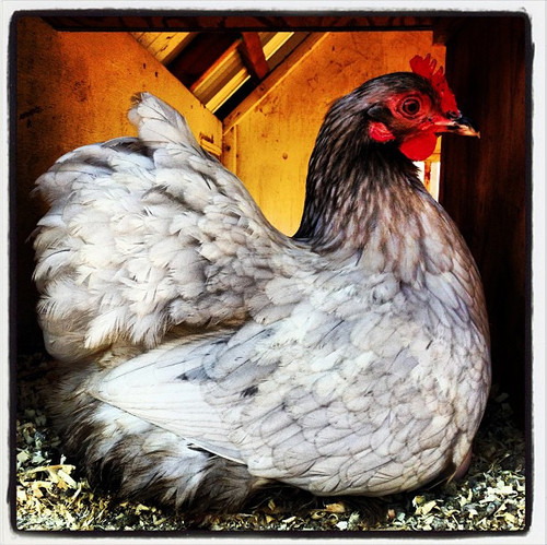 Daily, from The French Laundry Culinary Garden.