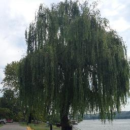 BurkhardtL's profile picture. 