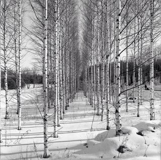 NineLandscape's profile picture. We are a design/build landscaping company creating unique outdoor living spaces.  
ninelandscapestudio@gmail.com