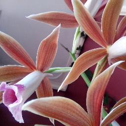 eimd's profile picture. Cười trong mọi tình huống! Cười buồn, cười vui vẻ, cười dung thứ, và có cả đôi khi cười khinh bạc trước cường quyền, bạo chúa!