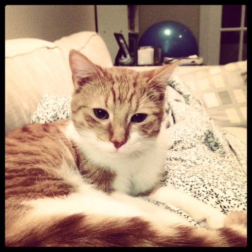 Jen_tiffin's profile picture. Map Nerd, Wife, Mom, Public Servant, Cat Lover, Wannabe Gardner, Coffee & Bread Snob.