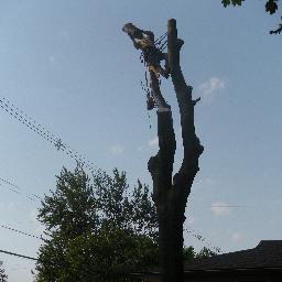 Tree Service in Grand Rapids, Mi
Tree Trimming, Tree Removal, Stump Grinding