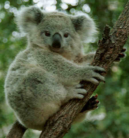 save the rainforest #teamkoala