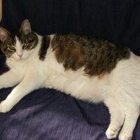 Purr's & Paws' Mom (@purrpaws) 's Twitter Profile