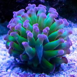 Saltwater reef tank enthusiast.  Have you hugged your corals lately?
