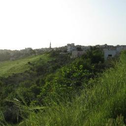 dirbidj's profile picture. 