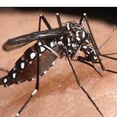 El Aedes aegypti es un mosquito pequeño, oscuro que en las patas presenta unas escamas blancas #sigo a todos...zzzzzzzzzz...