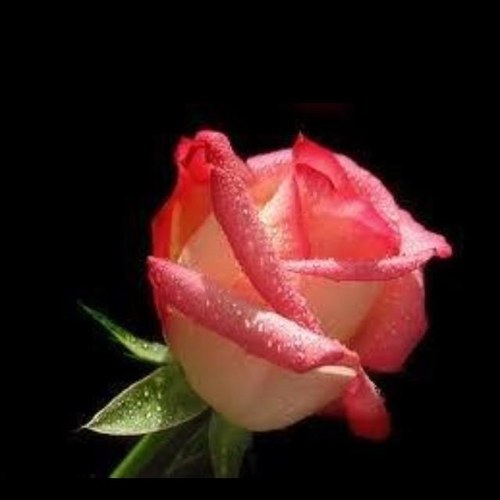 bnoooooootacool's profile picture. 