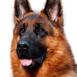 funkenspiel's profile picture. Kennel vom Funken Spiel, German Shepherds GSD breeder since 1983 year, FCI international judge  more than 30 years; https://t.co/HJb8Ye4Xr5