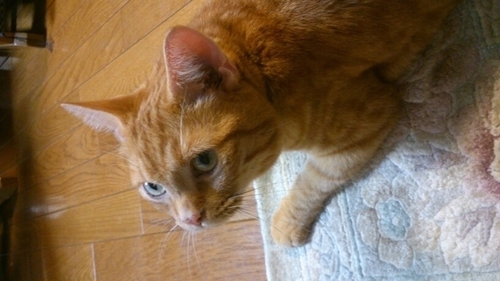 ririyleoncat's profile picture. 好きな物、猫！お酒！コーヒー！