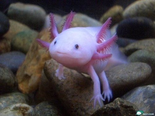 What the fuck is this salamander shit? #swag