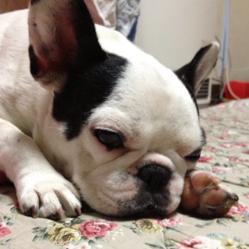 menuet35's profile picture. 