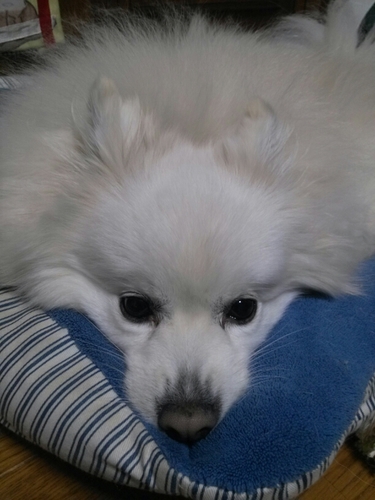 isshin04289's profile picture. 成田市民の男の子でーす♪サッカー・48G大好きです(^^)誰でもフォローお願いします＼(^^)／