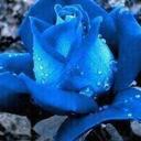 Dorothy Gerard - @Devils_Angel42 - Twitter