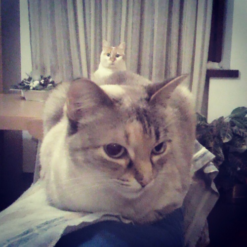 hopinglory_'s profile picture. let's dance to joy division and celebrate the irony,everything is going wrong but we're so happyyyy