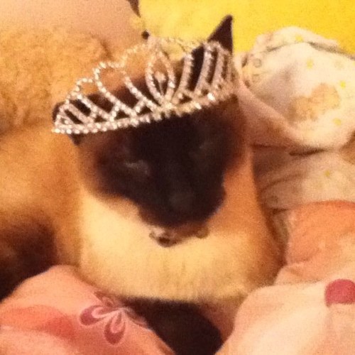 QuadmommyNC's profile picture. 