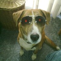 Pablo Alberto (@pabloasando) 's Twitter Profile