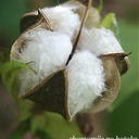 *cotton* (@05301967) Twitter