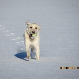 I train dogs to find shed antlers.  Turtle is my dog