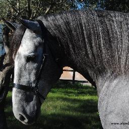 Toda la información sobre el Mundo del Caballo de Pura Raza Español