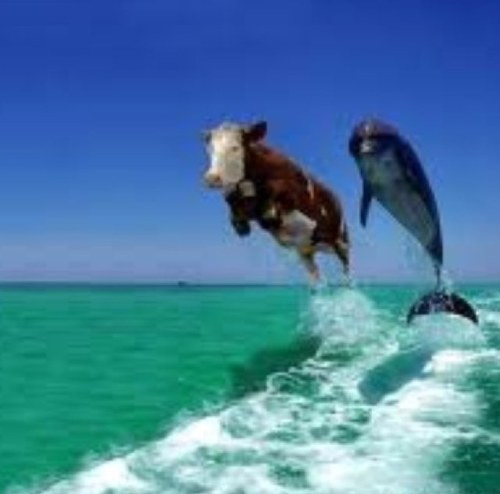 mounirhoer's profile picture. tweeten is my life