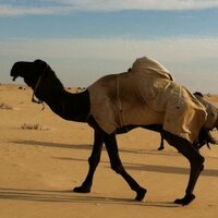 مزاين البل مجاهيم  (@fahad00008) 's Twitter Profile