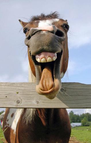 Equine Dental Instruments provides quality dental equipment from leading manufacturers of equine dental and surgical instruments.