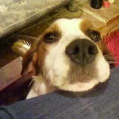 Mum a Jack Russell, dad a Beagle.